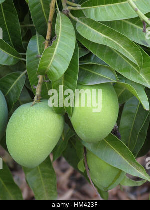 Zwei rohen grünen Mangos hängen von einem Baum mit Blättern versteckt. Stockfoto