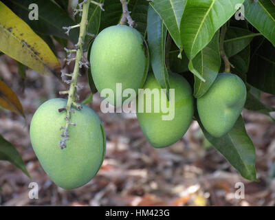 Nahaufnahme von vier grünen Mangos an einem Baum hängen. Stockfoto