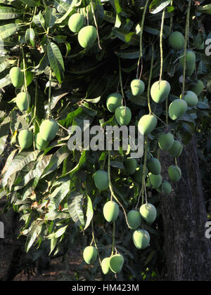 Viele hängen Mangos. Stockfoto