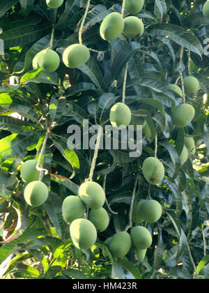 Trauben von Mangos, die von Bäumen hängen. Stockfoto