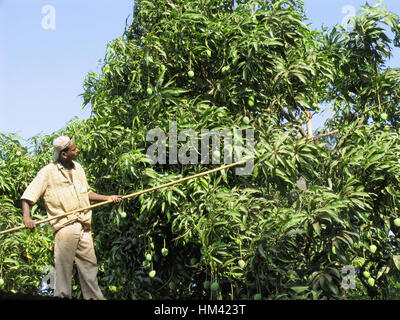 Ein Mann auf einem Baum zupfen Mangos mit einem langen Bambusstab. Stockfoto