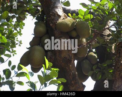 Jack Früchte an einem Baum hängen. Stockfoto