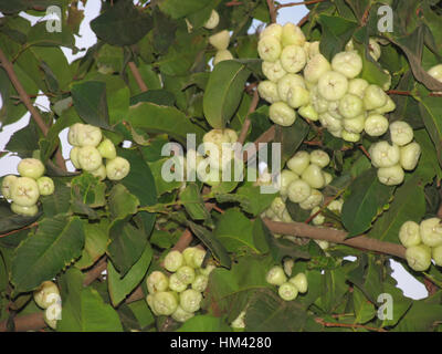 Wasser-Äpfel an einem Baum hängen. Syzygium Samarangense ist eine Pflanzenart in der Familie Myrtaceae, heimisch in größere Sundarbans Stockfoto