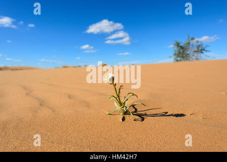 Wildblumen wachsen mit Perry Sandhills, in der Nähe von Wentworth, New South Wales, Australien Stockfoto