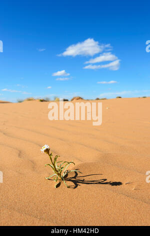 Einzelne Wildblumen wachsen mit Perry Sandhills, in der Nähe von Wentworth, New South Wales, Australien Stockfoto