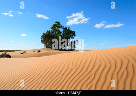 Ein River Red Gum (Eucalyptus Camaldulensis) den Spitznamen "The Gott Baum" hat unter 5 Kubikmeter Sand Perry Sandhills, in der Nähe von Wentworth, New South Wales beigesetzt worden Stockfoto