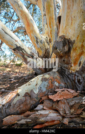 Mehrere hundert Jahre alt Spitznamen Riesen River Red Gum (Eucalyptus Camaldulensis) "The Gott Baum" bei Perry Sandhills, in der Nähe von Wentworth, New South Wales, Stockfoto