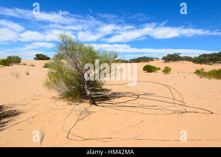 Dieser Busch Wurzeln erweitert werden, um Feuchtigkeit bei Perry Sandhills, in der Nähe von Wentworth, New South Wales, Australien finden Stockfoto