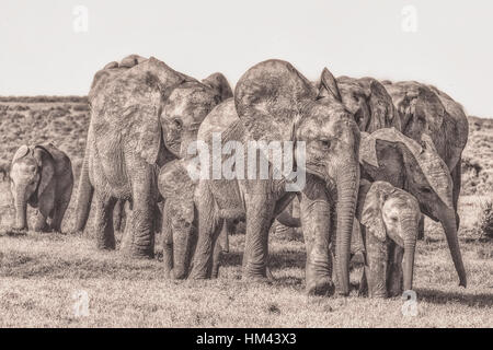 Vintage Style Porträt einer eng bewegen Elefanten Familie oder Gruppe in Schwarzweiß hellbraunen Ton in Südafrika, symbolisch, Vorwärtsfahrt Stockfoto