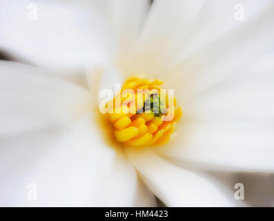 Weiß Gelb Magnolia Blossom Herz in der surrealistischen Malerei, florale Kunst verträumt fantasy Makro des Inneren eines isolierten Blüte Stockfoto