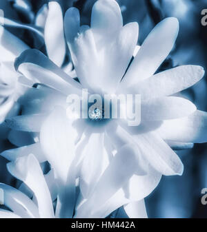 Wide Open surrealistischen Magnolia Blossom, bildende Kunst Stillleben helle florale Nahaufnahme portrait. einzelnen Blüte. Monochrom blau weiß an einem sonnigen Frühlingstag Stockfoto