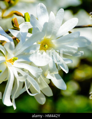 Weiß gelb blühende magnolia Blüten Makro, Sonnenschein, symbolische Freude, glücklich, Frühling, die Natur erwacht, Junge, Jugend, sonnig, optimistisch Stockfoto