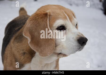 Mädchen-Beagle-Hund im Winter mit Schnee über Gesicht und Nase Stockfoto