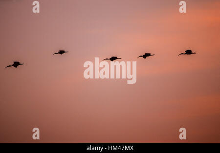 Sichler (Plegadis Falcinellus), strömen nach Nightime Schlafplatz Ort fliegen in der Dämmerung, Keoladeo Ghana Nationalpark, Rajasthan, Indien Stockfoto