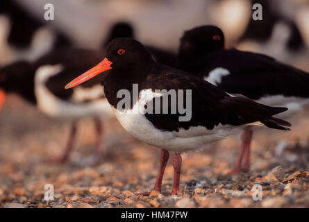 Eurasischen Austernfischer (Haematopus Ostralegus), am Schlafplatz Standort in der Lagune, Snettisham RSPB Reserve, Norfolk, Großbritannien Stockfoto