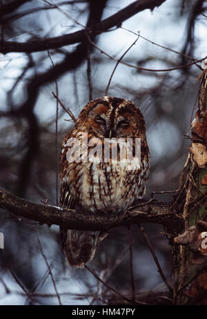 Waldkauz,(Strix aluco) thront auf einem Ast in der Abenddämmerung im Herbst, Regents Park, London, Vereinigtes Königreich Stockfoto