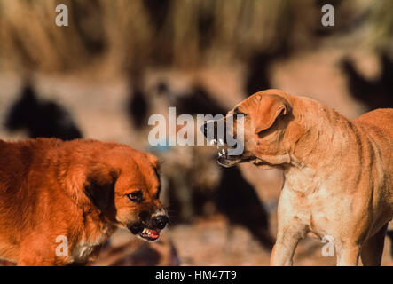 Wilde Hunde kämpfen auf ein Tier Deponie (seit Geier Rückgang wilde Hund Bevölkerung gewachsen), Rajasthan, Indien Stockfoto