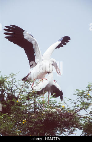 Asiatischer Openbill Storch, (Anastomus Oscitans), Balz in Verschachtelung Kolonie, Keoladeo National Park, Bharatpur, Indien Stockfoto