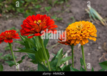 Schöne Zinnie Blumen auf grünem Blatt Hintergrund. Nahaufnahme der Zinnie Blumen im Sommergarten. Stockfoto