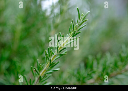 Zweig Rosmarin (Rosmarinus Officinalis) wächst in einem Gemüsegarten Stockfoto