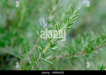 Zweig Rosmarin (Rosmarinus Officinalis) wächst in einem Gemüsegarten Stockfoto