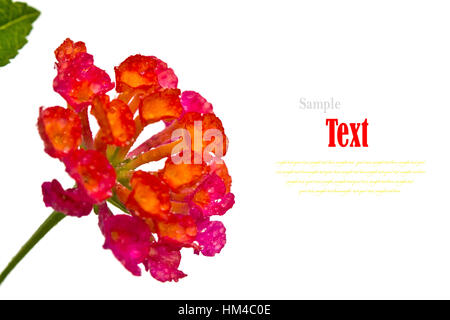 Schöne Blume (Lantana Camara) isoliert auf weißem Hintergrund. Stockfoto
