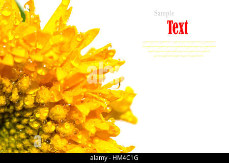 Schöne gelbe Blume (afrikanische Ringelblumen, Tagetes) isoliert auf weißem Hintergrund. Stockfoto