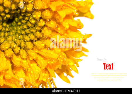 Schöne gelbe Blume (afrikanische Ringelblumen, Tagetes) isoliert auf weißem Hintergrund. Stockfoto