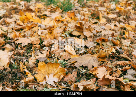 Trockenes Herbstlaub auf dem Rasen, Nahaufnahme Stockfoto