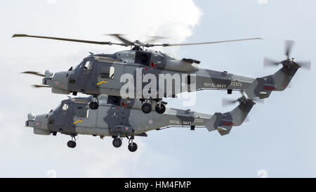 BERLIN - 2. Juni 2016: AgustaWestland AW159 Wildcats (verbesserte Super Lynx) durchführen, auf der ILA Berlin Airshow auf Berlin-Schoneveld rückwärts fliegen ein Stockfoto