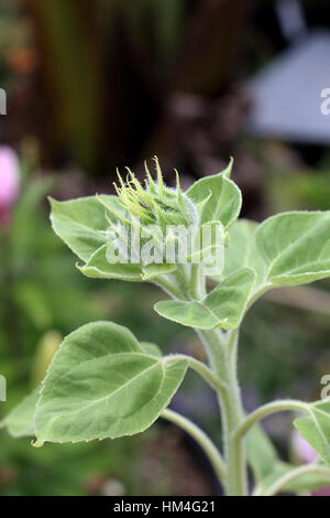 Schuss von Sonnenblume Knospe hautnah Stockfoto