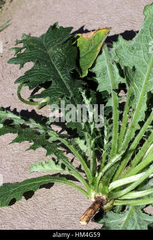 Nahaufnahme von geflügelten Stiel und Blatt Basen von Cirsium Vulgare - Kratzdistel Stockfoto