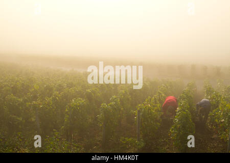 Landschaft mit Weinbergen im Marne-Tal, südlich der Aisne Abteilung Stockfoto