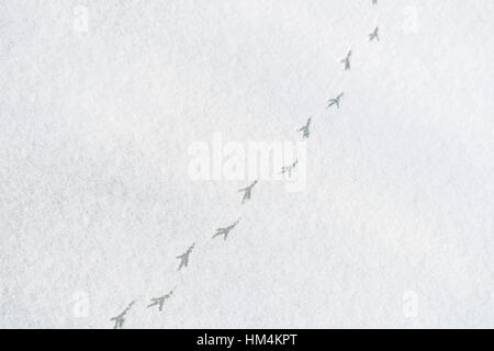 Vogel-Fußspuren im Schnee Stockfoto