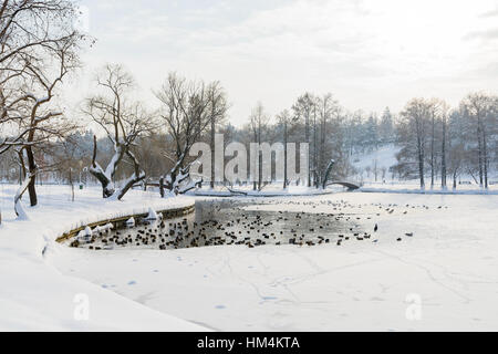 Enten und Möwen Vögel auf zugefrorenen See im Winter Stockfoto