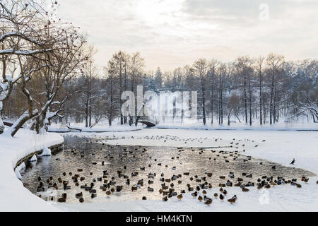 Enten und Möwen Vögel auf zugefrorenen See im Winter Stockfoto