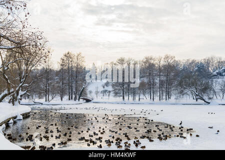 Enten und Möwen Vögel auf zugefrorenen See im Winter Stockfoto