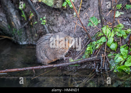 Europäische Wasser-Wühlmaus, eine semi-aquatische Nager. Stockfoto