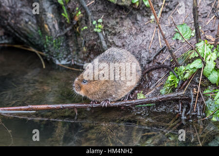 Europäische Wasser-Wühlmaus, eine semi-aquatische Nager. Stockfoto