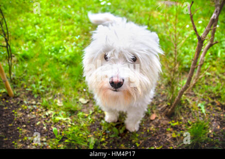 West Highland Terrier Hund Stockfoto