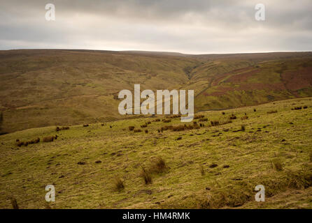 Alston Moor aus dem A686, Cumbria Stockfoto