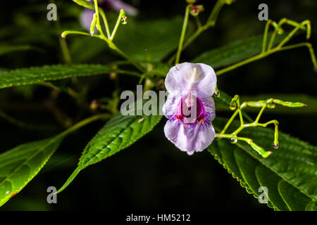 Eine blühende Blüte des Polizisten Helm (Impatiens Glandulifera) Stockfoto