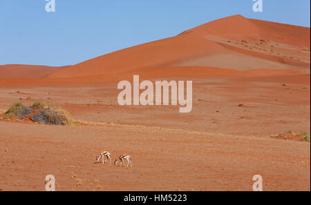 Der Springbock (Antidorcas Marsupialis) im Bereich der Namib-Wüste-Sossusvlei Namib Naukluft Nationalpark Namibia Stockfoto