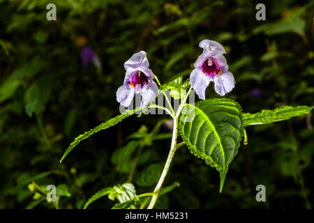 Eine blühende Blüte des Polizisten Helm (Impatiens Glandulifera) Stockfoto