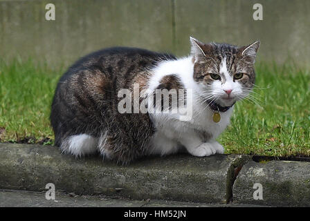 Larry die Katze 10 Downing Street, London. Stockfoto