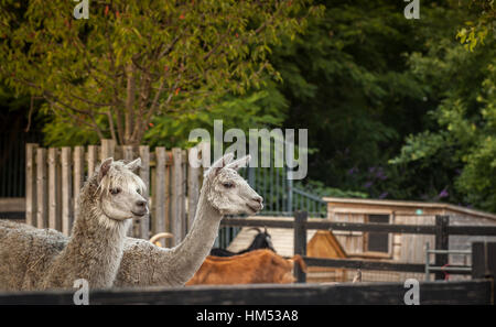 Zwei Alpakas vor der Scheune auf dem Hof im Crystal Palace Stockfoto