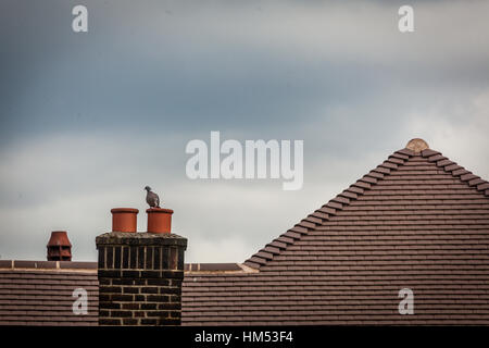 Taube auf dem Dach eines Hauses in der Abenddämmerung sitzt Stockfoto