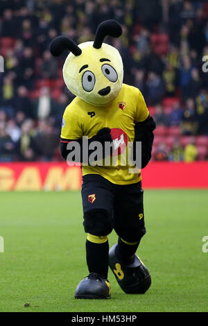 Watford Maskottchen Harry The Hornet Stockfoto