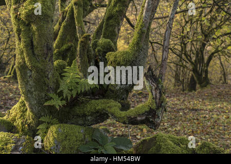 Breites Schild-Farn, Dryopteris Dilatata, auf alten bemoosten Hecke Baum, Wald Rand Ystradfellte, Südwales. Stockfoto