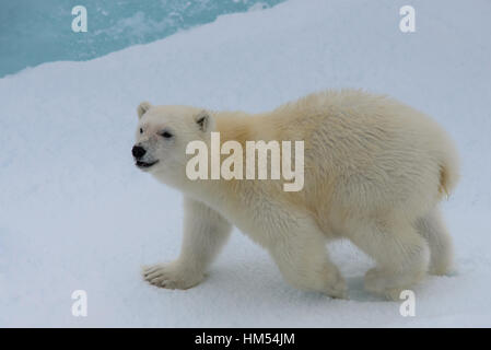 Wild Polar Bear Cub auf dem Packeis, nördlich von Spitzbergen Arktis Norwegen Stockfoto